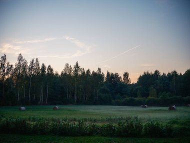 Renkli gökyüzü ile orman ağaçlarının üzerinde dramatik günbatımı bulutları