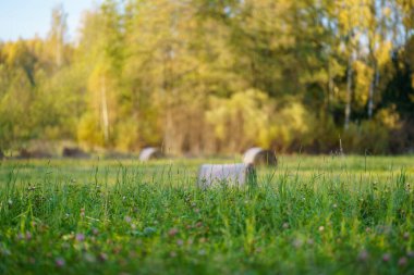 Yeşil sonbahar çayırlarında saman ruloları. Kırsal tarım