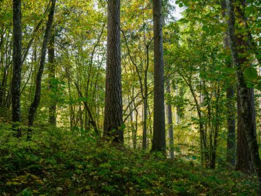 Sonbaharda ağaç gövdeleriyle karanlık ve kasvetli çam ağaçları.