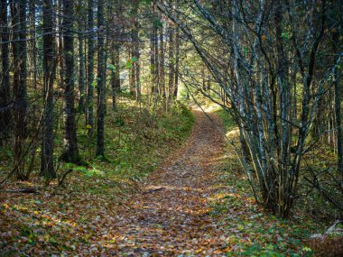 Sonbaharda ağaç gövdeleriyle karanlık ve kasvetli çam ağaçları.