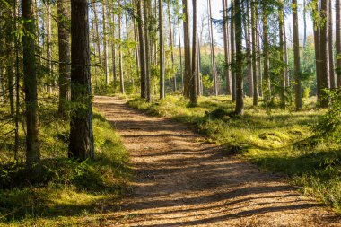 Sonbaharda ağaç gövdeleriyle karanlık ve kasvetli çam ağaçları.