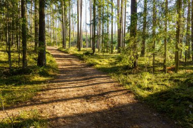 Sonbaharda ağaç gövdeleriyle karanlık ve kasvetli çam ağaçları.