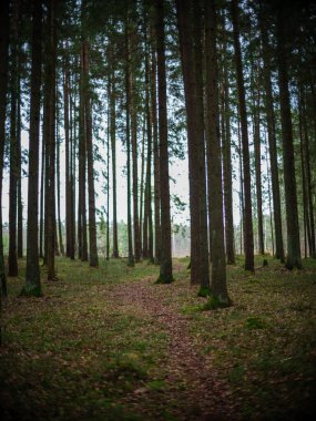 Sonbaharda ağaç gövdeleriyle karanlık ve kasvetli çam ağaçları.