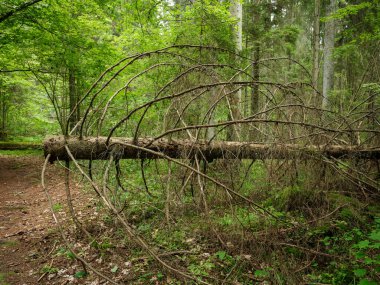 Sonbahar güneşli bir günde eski ormandaki kurumuş ağaç gövdeleri.