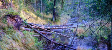 Sonbahar güneşli bir günde eski ormandaki kurumuş ağaç gövdeleri.