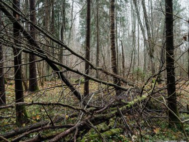Sonbaharda ağaç gövdeleriyle karanlık ve kasvetli çam ağaçları.