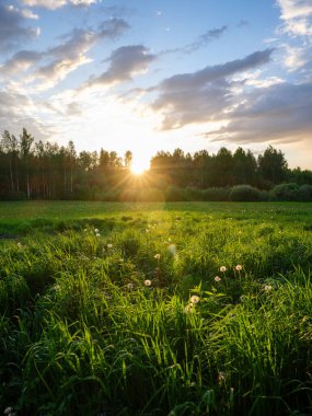 Renkli gökyüzü ile orman ağaçlarının üzerinde dramatik günbatımı bulutları