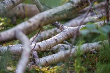 Sonbahar güneşli bir günde eski ormandaki kurumuş ağaç gövdeleri.