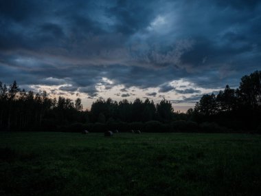 Renkli gökyüzü ile orman ağaçlarının üzerinde dramatik günbatımı bulutları