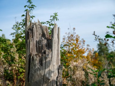 Sonbahar güneşli bir günde eski ormandaki kurumuş ağaç gövdeleri.