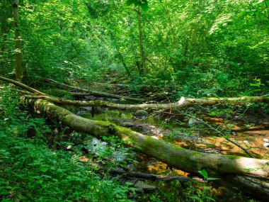 Sonbahar güneşli bir günde eski ormandaki kurumuş ağaç gövdeleri.