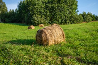 Yeşil sonbahar çayırlarında saman ruloları. Kırsal tarım