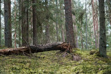 Sonbahar güneşli bir günde eski ormandaki kurumuş ağaç gövdeleri.