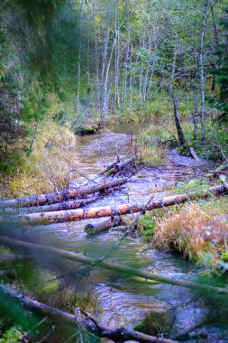 Sonbahar güneşli bir günde eski ormandaki kurumuş ağaç gövdeleri.