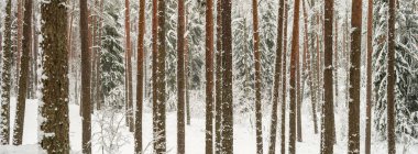 İlk kardaki çam ve çam ağaçları ormanı. Dallar kar altında kırılıyor