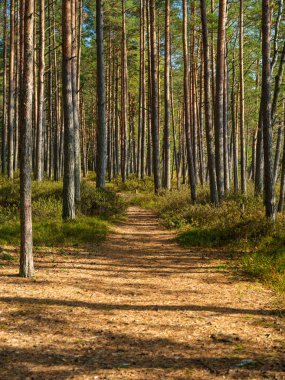 Sonbaharda ağaç gövdeleriyle karanlık ve kasvetli çam ağaçları.