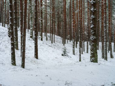 İlk kardaki çam ve çam ağaçları ormanı. Dallar kar altında kırılıyor