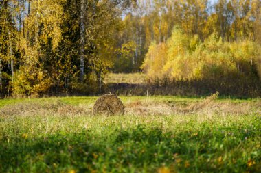 Yeşil sonbahar çayırlarında saman ruloları. Kırsal tarım
