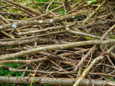 Sonbahar güneşli bir günde eski ormandaki kurumuş ağaç gövdeleri.