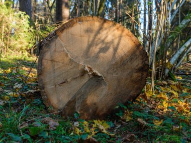 Sonbahar güneşli bir günde eski ormandaki kurumuş ağaç gövdeleri.