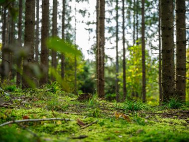 Sonbaharda ağaç gövdeleriyle karanlık ve kasvetli çam ağaçları.