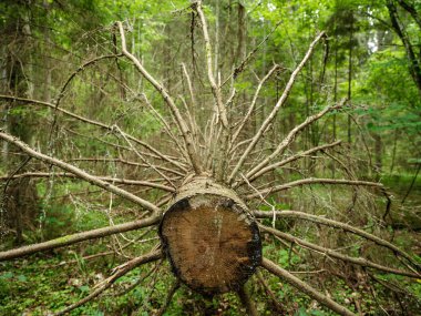 Sonbahar güneşli bir günde eski ormandaki kurumuş ağaç gövdeleri.
