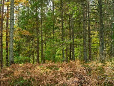 Sonbaharda ağaç gövdeleriyle karanlık ve kasvetli çam ağaçları.