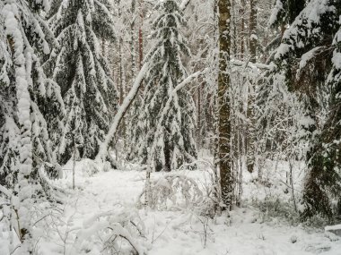 İlk kardaki çam ve çam ağaçları ormanı. Dallar kar altında kırılıyor