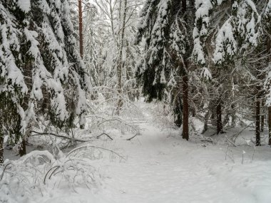 İlk kardaki çam ve çam ağaçları ormanı. Dallar kar altında kırılıyor