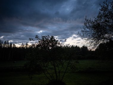 Renkli gökyüzü ile orman ağaçlarının üzerinde dramatik günbatımı bulutları