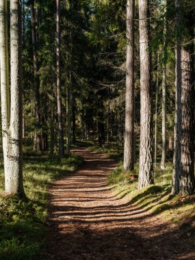 Sonbaharda ağaç gövdeleriyle karanlık ve kasvetli çam ağaçları.