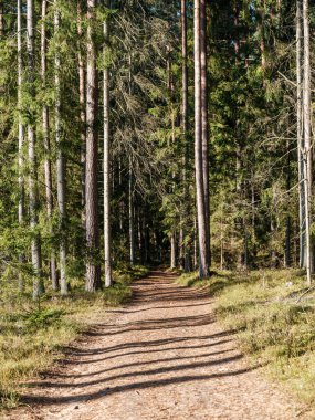 Sonbaharda ağaç gövdeleriyle karanlık ve kasvetli çam ağaçları.