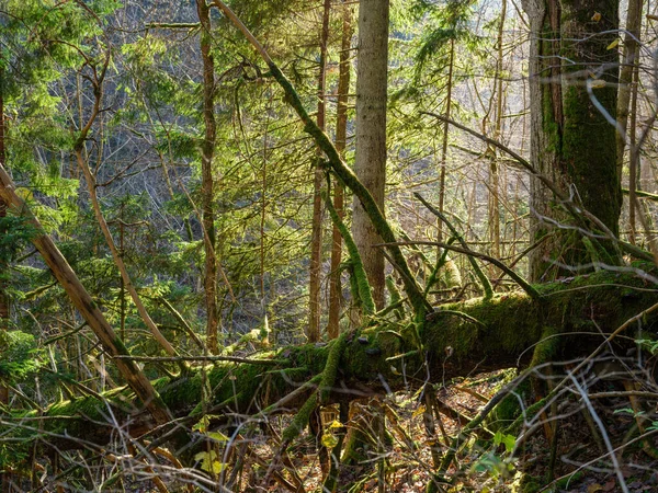 Сухие Упавшие Стволы Деревьев Старом Лесу Осенью Солнечный День — стоковое фото
