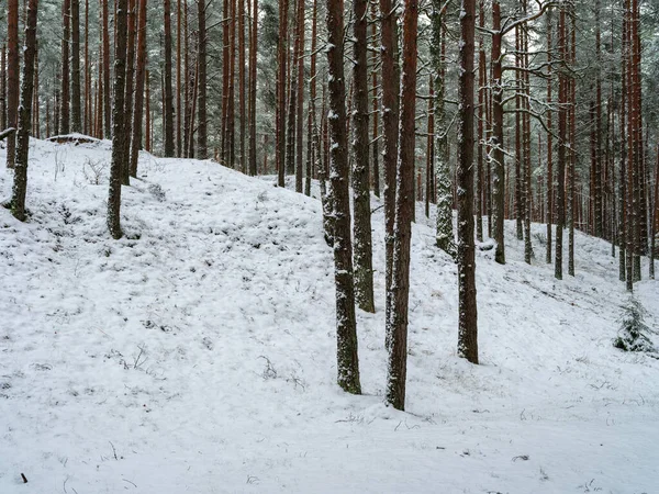 Dennen Sparrenbos Eerste Sneeuw Takken Breken Onder Sneeuwval Gewicht — Stockfoto