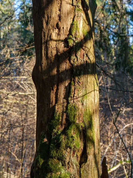 Trockene Umgestürzte Baumstämme Alten Wald Sonnigem Herbsttag — Stockfoto