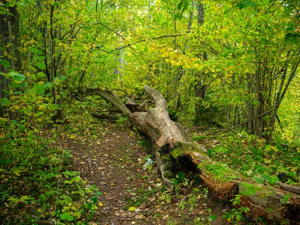 Trockene Umgestürzte Baumstämme Alten Wald Sonnigem Herbsttag — Stockfoto