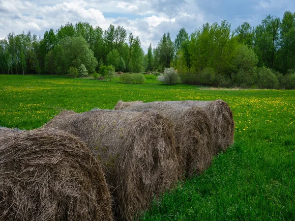 Zsemlemorzsolódik Zöld Őszi Réten Vidéki Agrokultúra — Stock Fotó