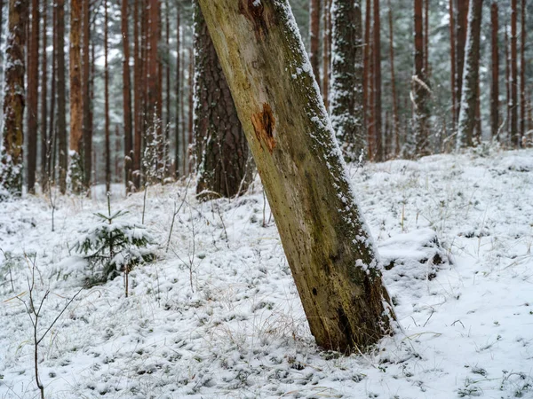 Dry Fallen Tree Trunks Old Forest Autumn Sunny Day — Stock Photo, Image