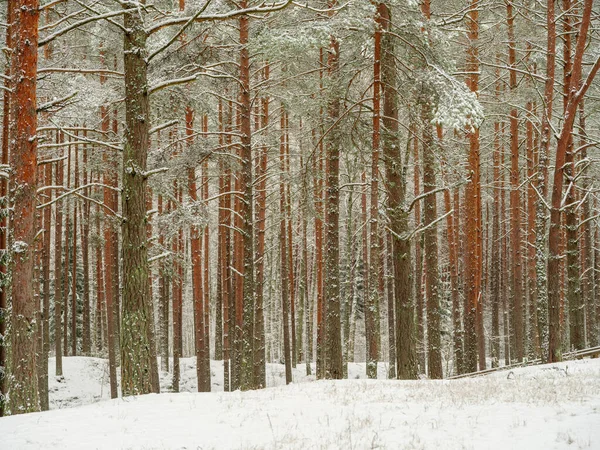 Bosque Pinos Abetos Primera Nieve Ramas Rompiendo Bajo Peso Las — Foto de Stock