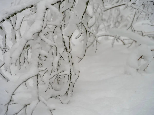 Borovicový Smrkový Les Prvním Sněhu Větve Lámající Pod Váhou Sněhu — Stock fotografie