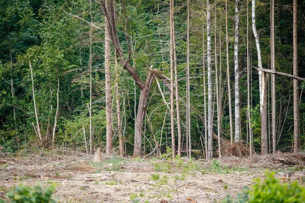 木の幹を持つ秋には暗く湿っぽいトウヒの木の森 — ストック写真