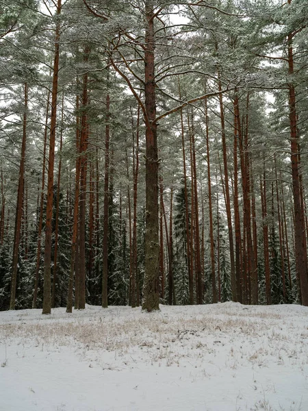 Bosque Pinos Abetos Primera Nieve Ramas Rompiendo Bajo Peso Las —  Fotos de Stock