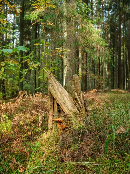 Tronchi Albero Caduti Asciutti Nella Vecchia Foresta Autunno Giornata Sole — Foto Stock