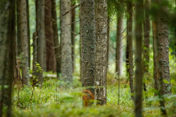 Forêt Épinettes Sombre Humide Automne Avec Troncs Arbres — Photo