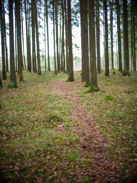 Forêt Épinettes Sombre Humide Automne Avec Troncs Arbres — Photo