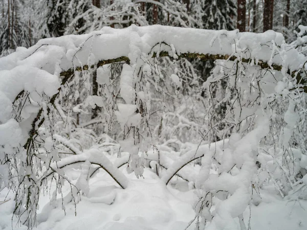 Las Sosnowy Świerkowy Pierwszym Śniegu Gałęzie Łamane Pod Ciężarem Opadów — Zdjęcie stockowe