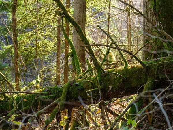 Tronchi Albero Caduti Asciutti Nella Vecchia Foresta Autunno Giornata Sole — Foto Stock