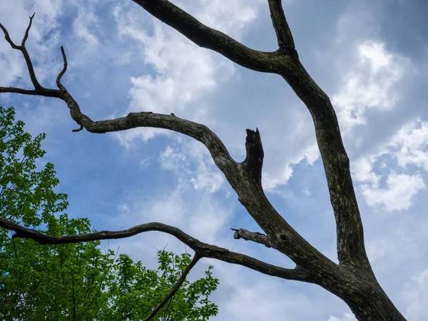 秋晴れの日に古木の幹が枯れる — ストック写真