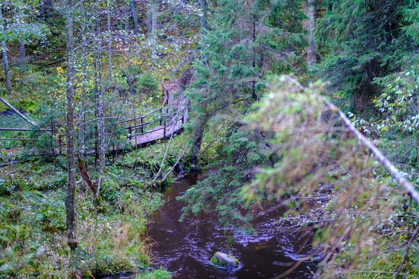 Troncs Arbres Secs Tombés Dans Vieille Forêt Automne Journée Ensoleillée — Photo