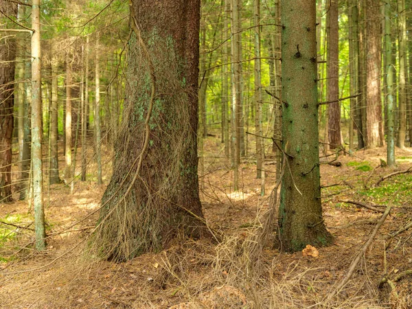 Forêt Épinettes Sombre Humide Automne Avec Troncs Arbres — Photo